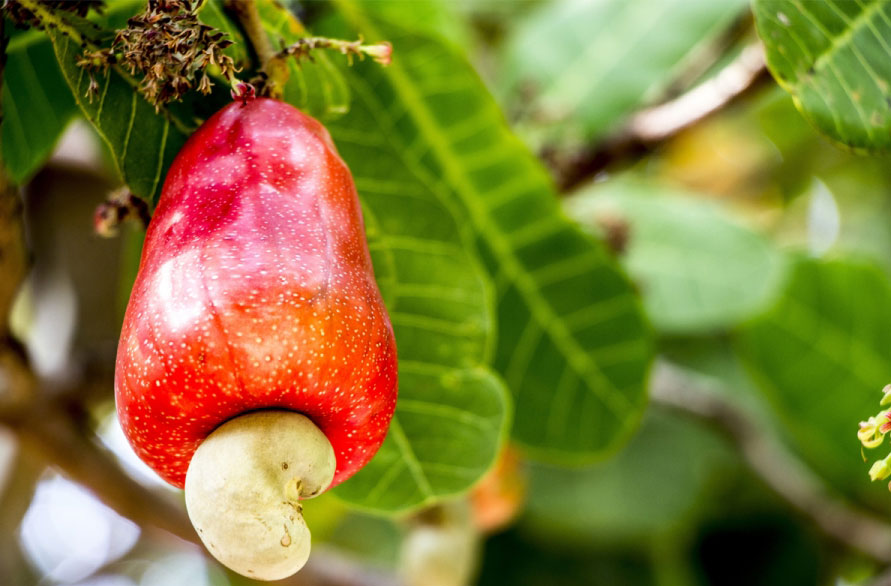 W180 Cashew Nuts Online - Quality cashew Nuts